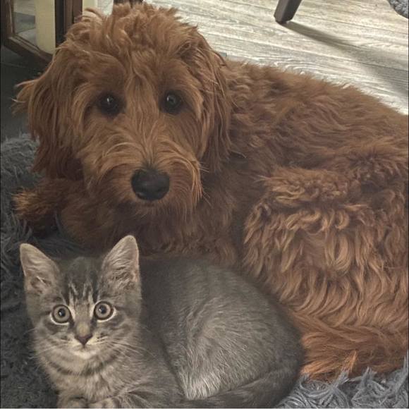 Meet your Posher, Barbara - Picture 1 of 1